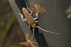 Saperda calcarata
