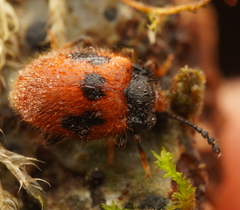 Stenotarsus commodus