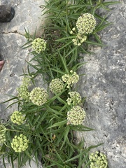 Asclepias asperula