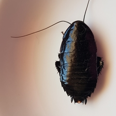 Blattoidae