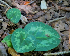 Cyclamen purpurascens