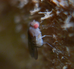 Drosophila
