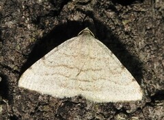 Taeniogramma octolineata