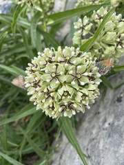 Asclepias asperula