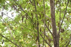 Pterocarya stenoptera