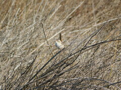 Cistothorus platensis