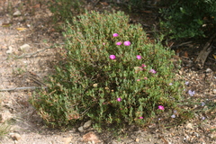 Lampranthus algoensis