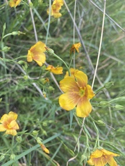 Linum berlandieri