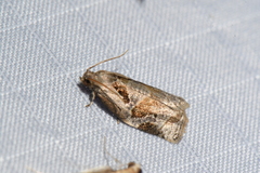 Archips grisea