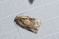 Archips grisea