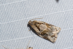 Archips grisea