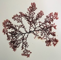 Microcladia coulteri