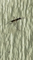 Rainieria antennaepes