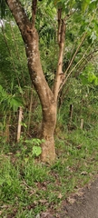 Gmelina arborea