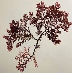 Microcladia coulteri