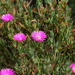 Lampranthus algoensis - Photo (c) Luc Strydom, some rights reserved (CC BY-NC), uploaded by Luc Strydom
