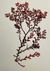 Microcladia coulteri