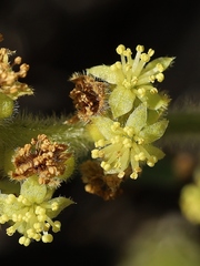 Bernardia hirsutissima