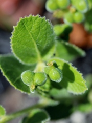 Bernardia hirsutissima