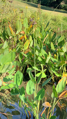 Thalia dealbata