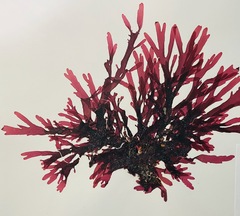 Callophyllis violacea