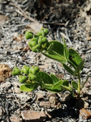Bernardia hirsutissima