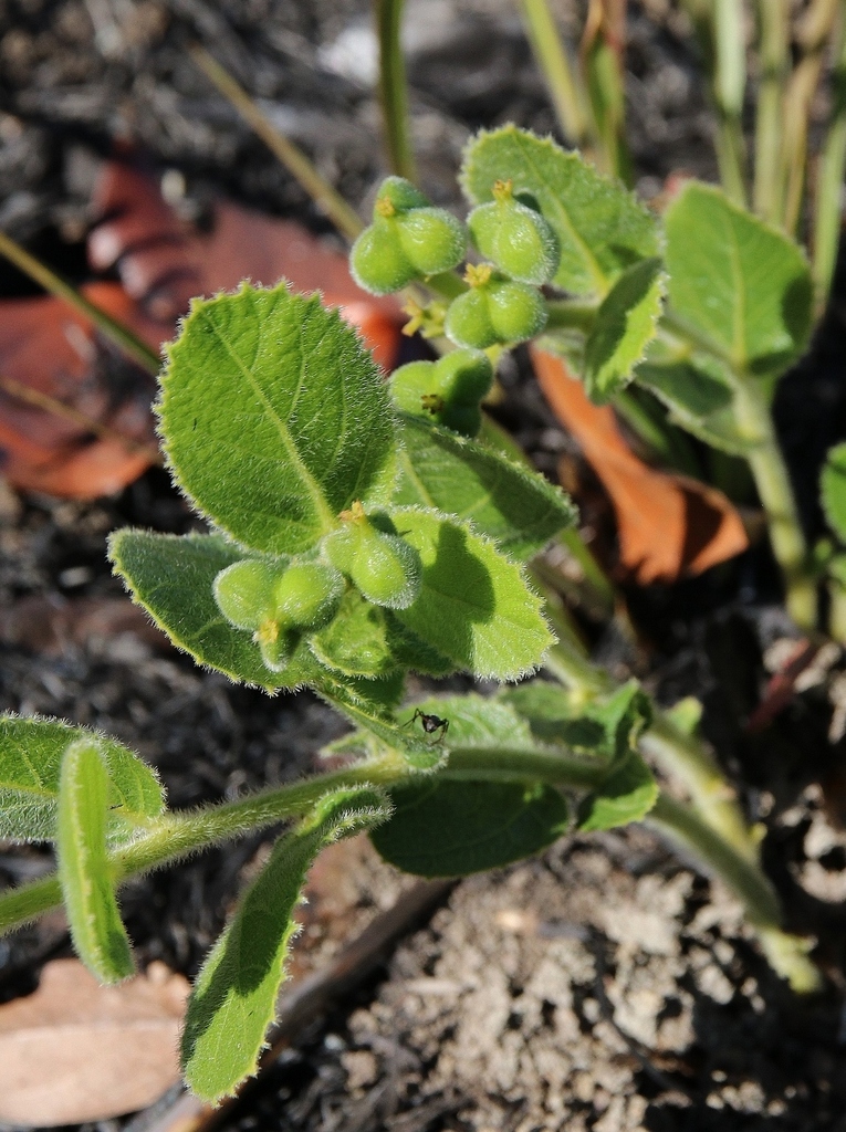 Bernardia hirsutissima