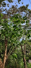Gmelina arborea
