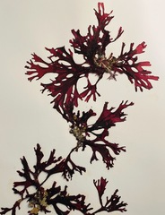 Callophyllis thompsonii