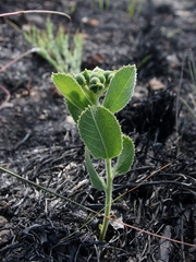 Bernardia hirsutissima