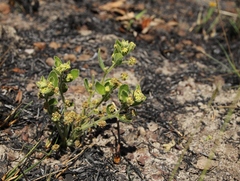 Bernardia hirsutissima