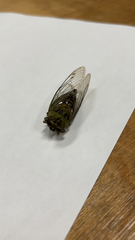 Neotibicen pruinosus