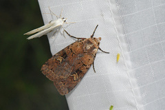 Diarsia jucunda