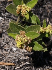 Bernardia hirsutissima