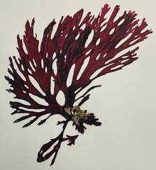 Callophyllis violacea