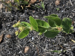 Bernardia hirsutissima