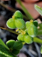 Bernardia hirsutissima