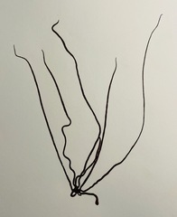 Nemalion vermiculare