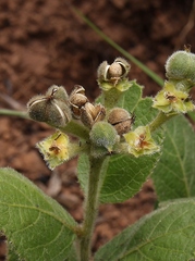 Bernardia hirsutissima