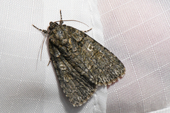 Acronicta increta
