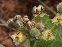 Bernardia hirsutissima