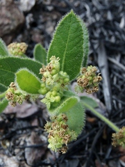 Bernardia hirsutissima