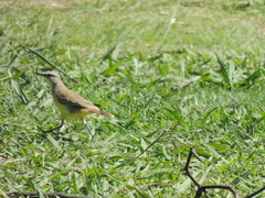Machetornis rixosa