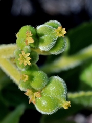 Bernardia hirsutissima