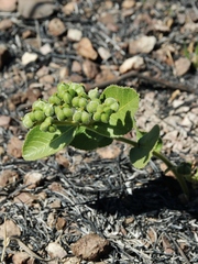 Bernardia hirsutissima