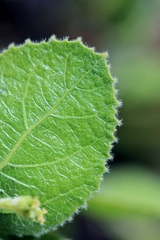 Bernardia hirsutissima