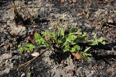 Bernardia hirsutissima