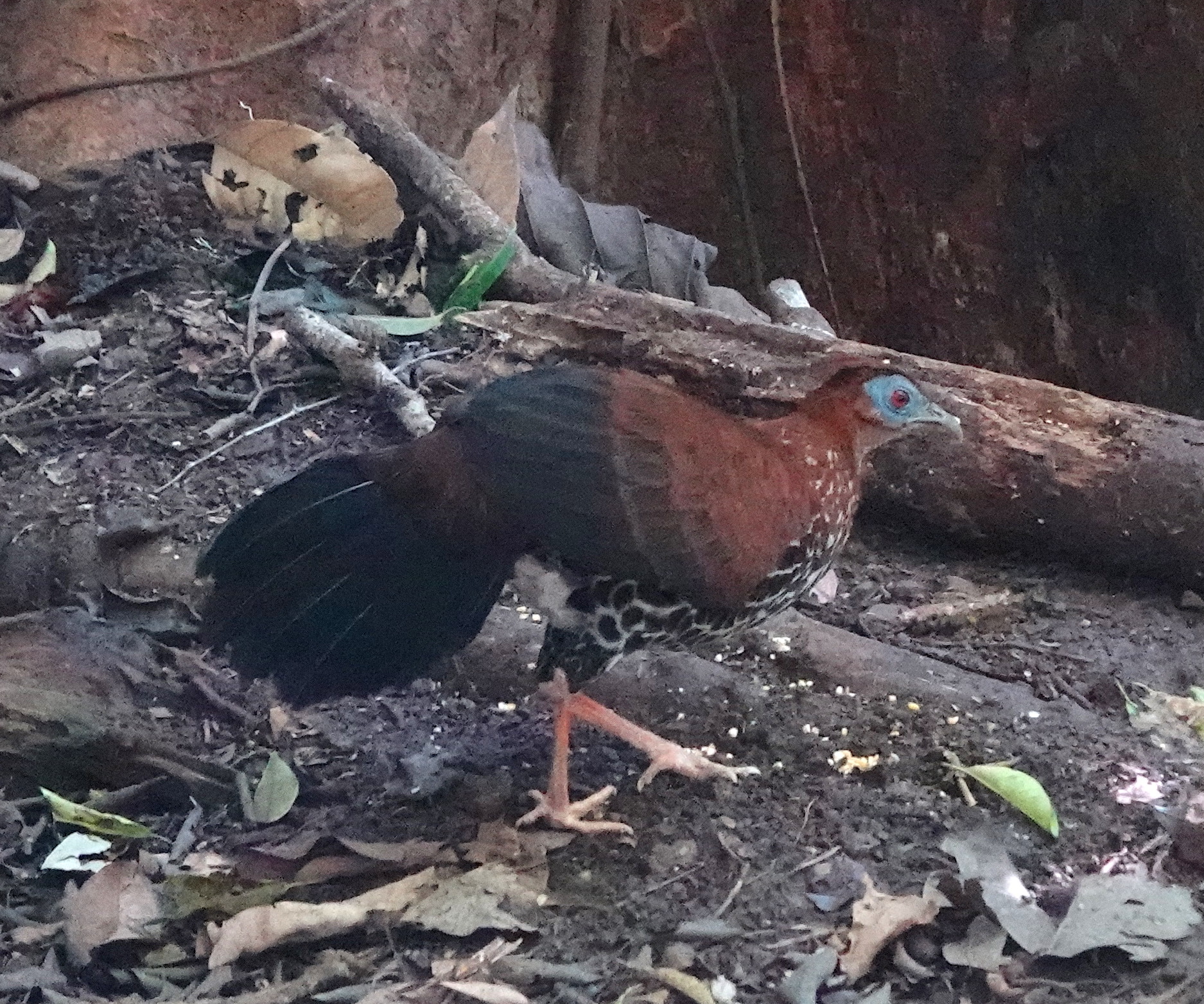 Bornean Crested Fireback illustration
