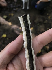 Byssomerulius corium