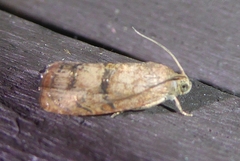 Cydia latiferreana